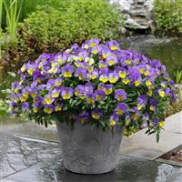 Cool Wave® Morpho Spreading Pansy Container