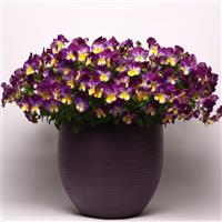 Cool Wave® Raspberry Swirl Spreading Pansy Container