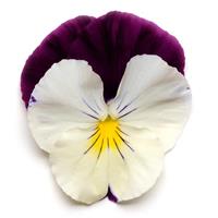 Cool Wave® Violet Wing Spreading Pansy Bloom