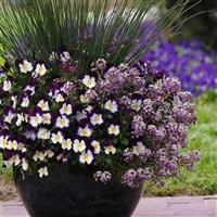 Cool Wave® Violet Wing Spreading Pansy Commercial Landscape 2