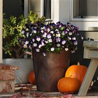 Cool Wave® Violet Wing Spreading Pansy Container