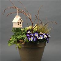 Cool Wave® Violet Wing Spreading Pansy Displays