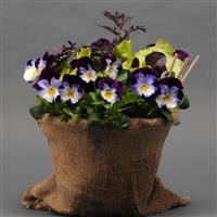 Cool Wave® Violet Wing Spreading Pansy Vegetables