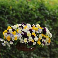 Cool Wave® Mixture Spreading Pansy Basket