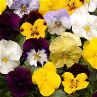 Cool Wave® Mixture Spreading Pansy Bloom