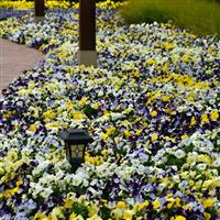 Cool Wave® Mixture Spreading Pansy Commercial Landscape 1