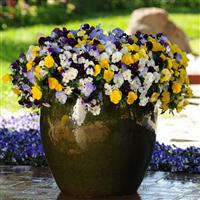 Cool Wave® Mixture Spreading Pansy Container