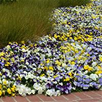 Cool Wave® Mixture Spreading Pansy Landscape