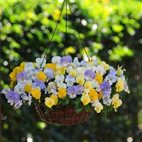 Cool Wave® Pastel Mixture Spreading Pansy Basket