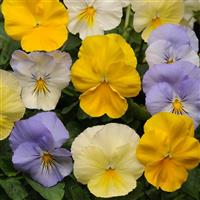 Cool Wave® Pastel Mixture Spreading Pansy Bloom