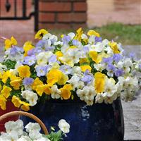 Cool Wave® Pastel Mixture Spreading Pansy Container