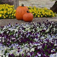 Cool Wave® Berries 'N Cream Mixture Spreading Pansy Commercial Landscape 1