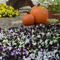 Cool Wave® Berries 'N Cream Mixture Spreading Pansy Commercial Landscape 3