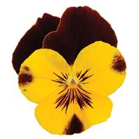 Cool Wave® Sunshine 'N Wine Spreading Pansy Bloom