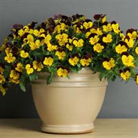 Cool Wave® Sunshine 'N Wine Spreading Pansy Container