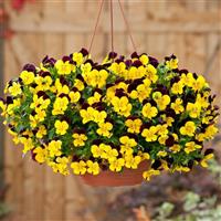 Cool Wave® Red Wing Spreading Pansy Basket