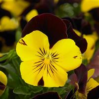 Cool Wave® Red Wing Spreading Pansy Bloom