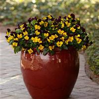 Cool Wave® Red Wing Spreading Pansy Container