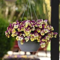 Cool Wave® Strawberry Swirl Spreading Pansy Basket