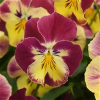 Cool Wave® Strawberry Swirl Spreading Pansy Bloom