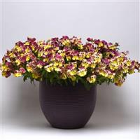 Cool Wave® Strawberry Swirl Spreading Pansy Container