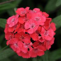 Sweet™ Coral Dianthus Bloom