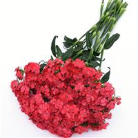 Sweet™ Coral Dianthus Grower Bunch