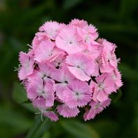 Sweet™ Pink Dianthus Bloom