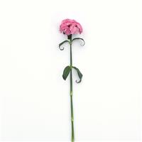 Sweet™ Pink Dianthus Single Stem, White Background