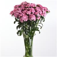Sweet™ Pink Dianthus Mono Vase, White Background