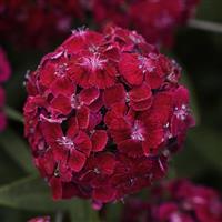 Sweet™ Purple Dianthus Bloom