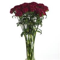 Sweet™ Purple Dianthus Mono Vase, White Background