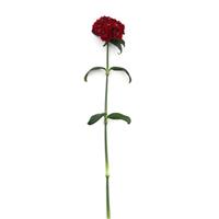 Sweet™ Red Dianthus Single Stem, White Background