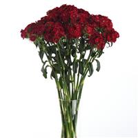 Sweet™ Red Dianthus Mono Vase, White Background