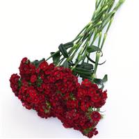 Sweet™ Red Dianthus Grower Bunch