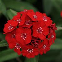Sweet™ Scarlet Dianthus Bloom