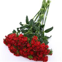 Sweet™ Scarlet Dianthus Grower Bunch