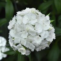 Sweet™ White Dianthus Bloom