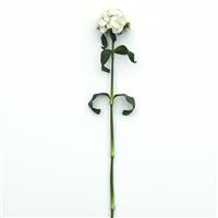 Sweet™ White Dianthus Single Stem, White Background
