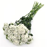 Sweet™ White Dianthus Grower Bunch