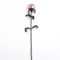 Sweet™ Pink Magic Dianthus Single Stem, White Background