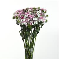Sweet™ Pink Magic Dianthus Mono Vase, White Background
