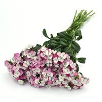 Sweet™ Pink Magic Dianthus Grower Bunch