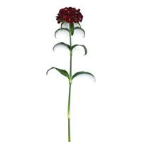 Sweet™ Black Cherry Dianthus Single Stem, White Background