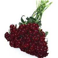 Sweet™ Black Cherry Dianthus Grower Bunch