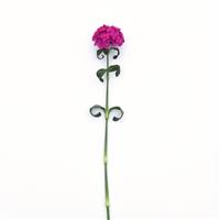 Sweet™ Neon Purple Dianthus Single Stem, White Background