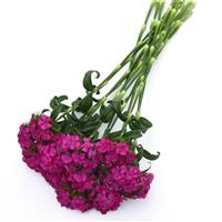 Sweet™ Neon Purple Dianthus Grower Bunch
