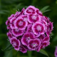 Sweet™ Magenta Bicolor Dianthus Bloom