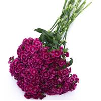 Sweet™ Magenta Bicolor Dianthus Grower Bunch