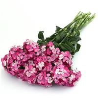 Sweet™ Rose Magic Dianthus Grower Bunch